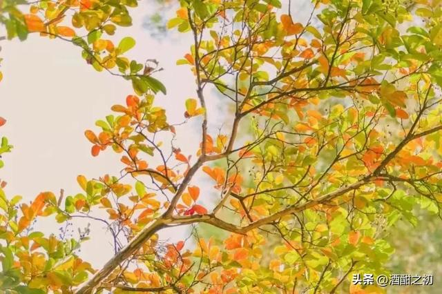 散文：情殇