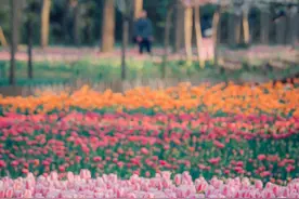 开了！开了！开了！图片