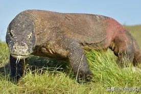 吃猴子吞野猪，科莫多巨蜥凶猛无比，单挑老虎和鳄鱼有几分胜算？图片