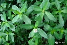 农村随处可见水花生，农民朋友非常讨厌，却是养黄鳝重要“法宝”图片