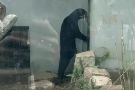 恐怖谷效应！不要小看那些看似温顺的动物，它们远比你想象的可怕图片