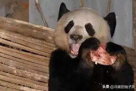 云南首次发现大熊猫，被一枪打死，只因向来吃竹子的熊猫吃肉了？图片