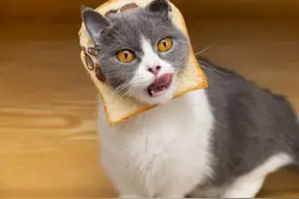 猫咪搞笑合集图片