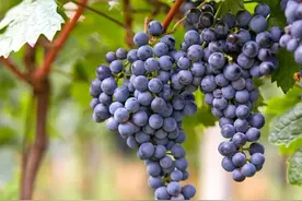 院子里不能种葡萄树？家人出事就赖葡萄树？是科学还是迷信？图片