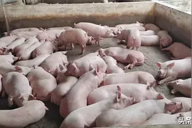 猪企难留养猪人，“互不挖人”联盟因有违反垄断法被叫停图片