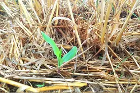 玉米除草剂，苗前苗后选择有区别，该如何选择？抓紧来看图片