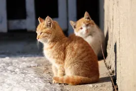 为什么老一辈总说：养猫不要养“自来猫”？图片
