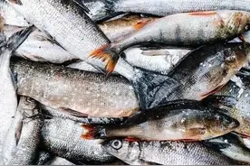 史海钩沉：乾隆曾赞不绝口的“清蒸白鱼”，是松花江自古至今令人难忘的味道图片