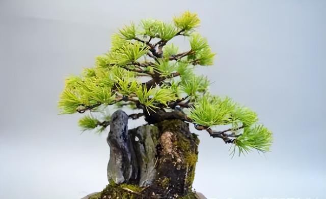 20种南方树桩,适宜北方制作热带盆景,这就是最佳选择