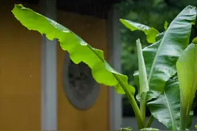 种一株芭蕉，只生清凉不生愁图片
