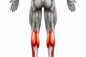 可能引起腰痛、膝痛的肌肉-腓肠肌图片