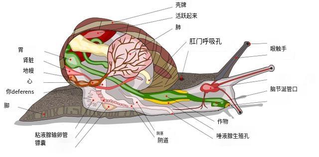 蜗牛排泄口在脑袋上,非要把屎拉在自己头上?