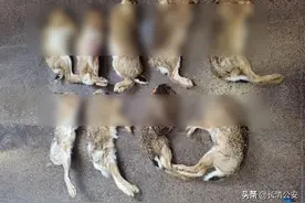 生态警务 | 非法狩猎野兔，已被警方抓获！图片