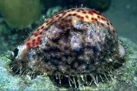 海螺也有国家保护？这几种稀奇漂亮的海螺不能乱捡乱吃图片