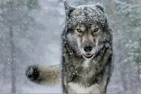 母狼产崽时缺食，老猎人砍下野猪头丢进狼窝，一年后狼群竟来报恩图片
