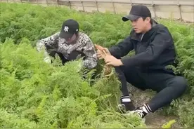 孙俪拔萝卜太卖力，手脚麻利干农活，一旁邓超不嫌脏直接坐田里图片
