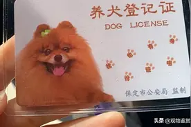 宠物医院可以办狗证吗？办理狗证的步骤，养狗需要办什么证图片