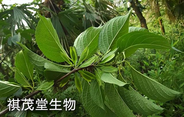 杜仲叶提取物杜仲素在水产养殖中的功能，杜仲提取物水产养殖好处