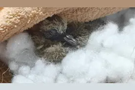 野斑鸠成长实录（26）原创图片