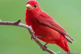 139和138号码真的升值空间大吗？图片