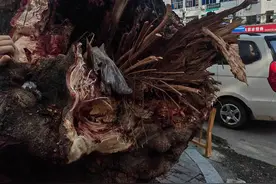惊险！直径超半米的枝干“从天而降”，一行驶中的电动车被砸图片