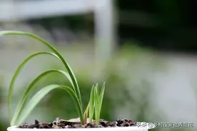 种植兰花新苗少、兰苗不壮，如何解决呢？学会这5条兰苗年年翻倍图片