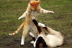 母猫交配后，为什么会满地打滚，甚至转身攻击雄性？图片