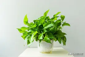 绿萝总是养不好，叶片又小又黄，不长藤？跟着做，爬满墙！图片