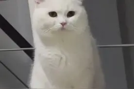 娇生惯养小猫咪离家出走，却被流浪猫揍到亲妈认不出 参加变形计？图片