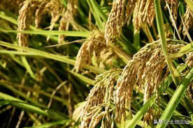 2022年10月稻谷价格最新行情：后期能涨价吗？图片