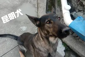 各类工作用犬介绍图片