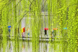 青青垂柳一丝长，古诗词中最美的春柳，婀娜多姿，风情万千图片