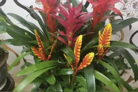 “家有6花，旺财又旺家”，放在客厅镇宅，1年四季好养，越养越贵图片