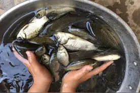 野钓鲫鱼，用几号子线合适？老钓友分享垂钓经验图片