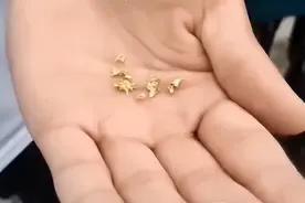 洪水过后河道惊现黄金粒？北京上百人涌入河道捡金！网友：真假难辨，或为骗局图片