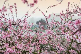 文学积累：古诗词赏析——《题都城南庄》图片