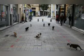 对猫的致死率高达90%，这一猫冠状病毒正横扫塞浦路斯图片