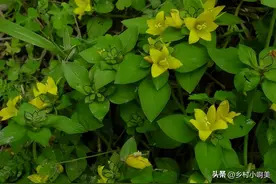 能排出体内石头的植物，俗称“化石草”，过往救人无数，请别忽视图片