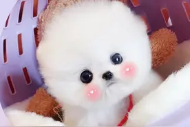 一直觉得这种狗狗非常可爱，知道成长过程后震惊了图片