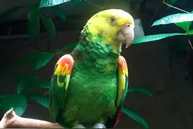 征集！非洲灰鹦鹉、白凤头鹦鹉等4种鹦鹉人工养殖信息|绿会研究室图片