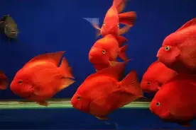 鹦鹉鱼是最容易饲养的观赏鱼，为什么也会患病或死亡？图片