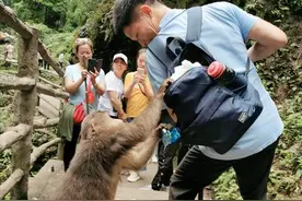 对付峨眉山猴子的方法找到了！秘密武器真好用，简单粗暴秒制服！图片