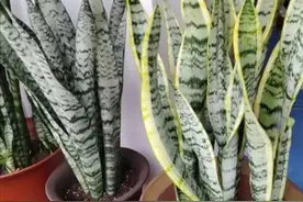 虎皮兰怎么养？要懒养，做好3件事，侧芽不停冒，叶片肥厚又翠绿图片