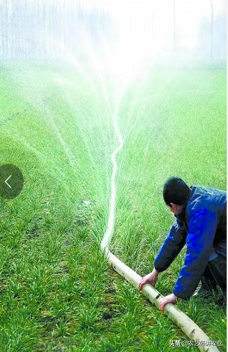 答粉丝问：小麦弱苗、黄苗用什么营养药！「农艺师讲农业」