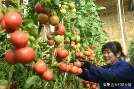 家庭种植蔬菜，不用化肥和农药，用它试试，照样种出好菜图片