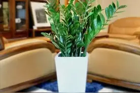 6种“聚财花”，养在家里，高档吸废气，寓意吉祥好运来图片