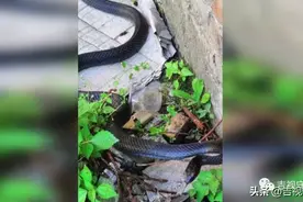 大黑蛇误入居民家，消防提醒：遇它不要擅自抓图片