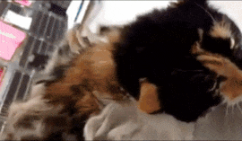 33张令人毛骨悚然的生物照：诡异山羊如人一般站立，眼神深邃