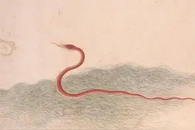 黄鳝比蛇还厉害？蛇吃黄鳝后横尸泥塘，背后原因究竟是什么？图片