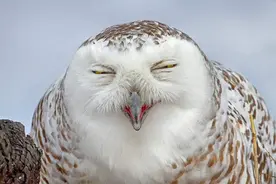 “不怕夜猫子叫，就怕夜猫子笑”，听到猫头鹰笑真的会死人吗？图片